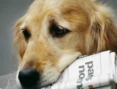 Hund mit Zeitung im Maul für Kategorie Frag einen Hundetrainer